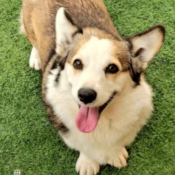 Meet the New Posher On The Block! - Picture 1 of 1